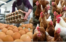 "Polskie jajka eliminowane z półek". Branża bije na alarm