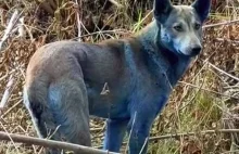 Zagadka: niebieskie psy zauważono na miejscu katastrofy nuklearnej w Czarnobylu