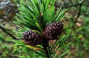 O rodzimych gatunkach z rodzaju Pinus (sosna) słów kilka