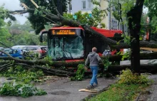 Wypadek w Żywcu. Drzewo spadło na jadący autobus