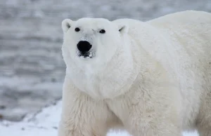 27 lutego - Dzień Niedźwiedzia Polarnego