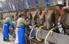 Braki mleka? Duża europejska mleczarnia walczy o nowych dostawców