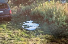 Skandal z wielkopolskimi myśliwymi w roli głównej. Na polowaniu zastrzelili czte