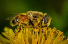 Jak powstaje pyłek pszczeli? Jakie dolegliwości można nim leczyć?