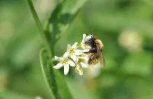 Stawianie pasiek nie pomaga pszczołom