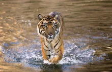Tygrys malajski przegrywa z cywilizacją. Balansuje na krawędzi wyginięcia