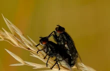 Muchy Domowe - Musca Domestica / Fotografujemy Przyrodę