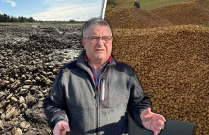 Ktoś puścił plotkę i 150 ton ziemniaków zniknęło w jeden weekend.