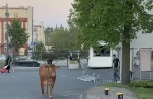 Jałówka na wolności! Czyli jak uciec z wystawy na MTP i mieć przygodę ;-)