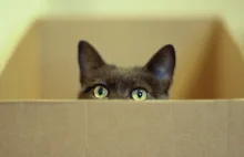 Dlaczego koty kochają kartony? Jest wyjaśnienie tej dziwnej obsesji