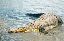 Człowiek pogryzł krokodyla. Niezwykła historia z Australii