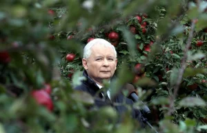 Jak sułtan Kaczyński jednym gestem wstrzymał zboże. Bez procedur i konsultacji