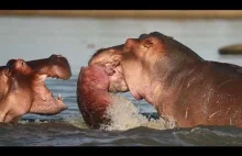Samiec hipopotama zabija cudze młode