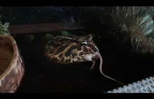 Pacman frog feeding