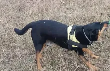 Weterynarz przeszczepiał nerki bezdomnych psów rasowym. Jest zaskakujący wyrok