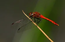 Szablak Krwisty - Sympetrum Sanguineum / Fotografujemy Przyrodę