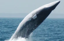 Islandia Wydała Licencję Na Zabicie 128 Bezbronnych Wielorybów
