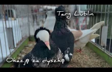 Giełda Gołębi Lublin 15.02.2025 Dużo okazji po dyszkę