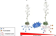 Mykobiom roślinny a toksyczność metali dla roślin - przypadek A. arenosa