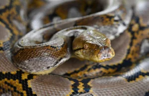 15-metrowy wąż, który ważył tonę. Niesamowite odkrycie w Indiach