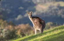 Kangur uciekł z posesji. "Może zachowywać się nieprzewidywalnie i groźnie"