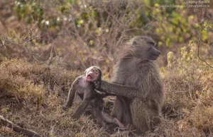 Galeria finalistów Comedy Wildlife Photography Awards - 2023