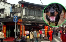 Chiny. Kontrowersyjny pomysł wobec psów. Oskarżenia o drastyczne działanie
