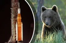 Niedźwiedź brunatny i hibernacja. NASA i wojsko chcą poznać tajemnicę