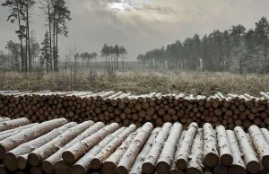 Skalę wycinki w śląskich lasach można liczyć w decybelach