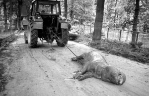 27 lat temu ZOO w Opolu zostało zalane. Zwierzęta walczyły o każdy oddech