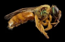 1% całej fauny pszczół to gatunki nocne lub zmierzchowe