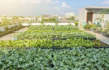Zamiast aut sałata. Urban farming plantacje zamiast parkingów i pustostanów.