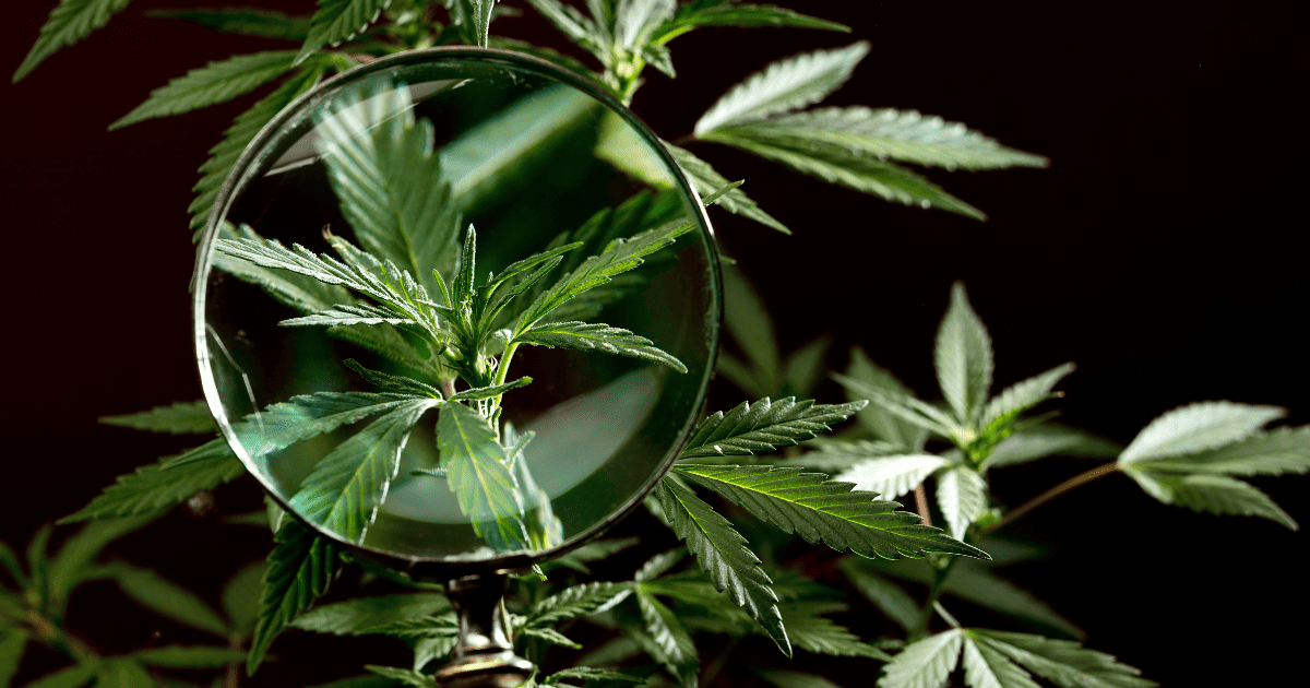 Spadające ceny marihuany: co oznaczają dla konsumentów i rynku?