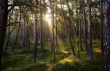 Kraków. Kobieta została pogryziona przez psa. Właścicel próbował uciec - klasyka