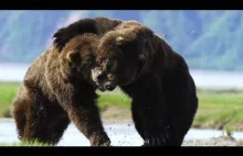 Pojedynek dwóch niedźwiedzi grizzly
