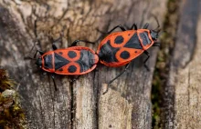 Czerwone robaki wchodzą do domów. Co robić, gdy pojawią się w twoim ogrodzie?