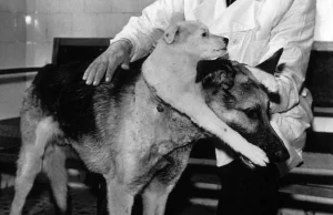 Jak radzieccy lekarze stworzyli dwugłowego psa