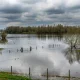 Wśród powodzian są także pszczelarze - nie zapomnijmy o nich!