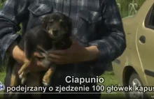 Ciapunio i tajemnica zaginionych kapust: Pies czy kapuśniak?