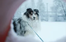 Psiarze mają obowiązek sprzątania po swoich pupilach także zimą