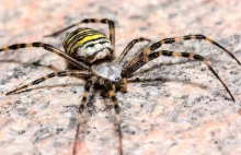 Tygrzyk paskowany - coraz popularniejszy w Polsce jadowity pająk-osa