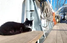 Fela – kocia rezydentka „Daru Pomorza”. Mieszka na pokładzie od 14 lat
