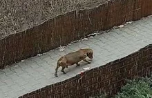 Znęcał się nad psem wielokrotnie go kopiąc. Pies został znaleziony martwy.