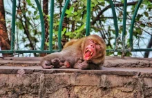 Ostrzeżenie: agresywna małpa w Galerii Krakowskiej