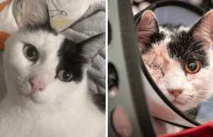 Kotka zniknęła. Wróciła z 18 ranami postrzałowymi. Jest nagroda z