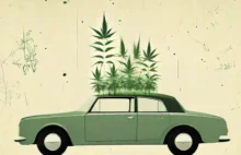 Jazda autem po marihuanie: Badanie pacjentów medycznej