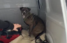 Dramatyczny atak amstaffa na spacerujących we Wrocławiu. Właściciel zatrzymany!!