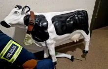 Zabrakło zdrowego rozsądku A-----l jest złym doradcą przekonał się o tym 20latek