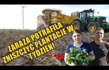 To był bardzo trudny sezon dla plantatorów ziemniaka!