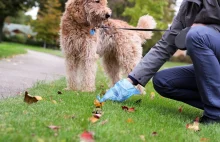 Psie odchody mogą rozprzestrzeniać zagrażające życiu pasożyty